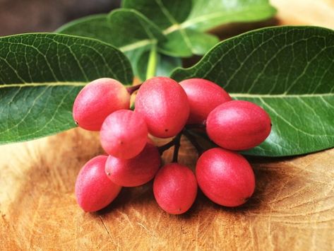 Calabash Fruit, Pomegranate Health Benefits, Sour Food, Snow Berries, Miracle Fruit, Leaf Health, Fruits Name, Fruit Facts, Hazelnut Tree