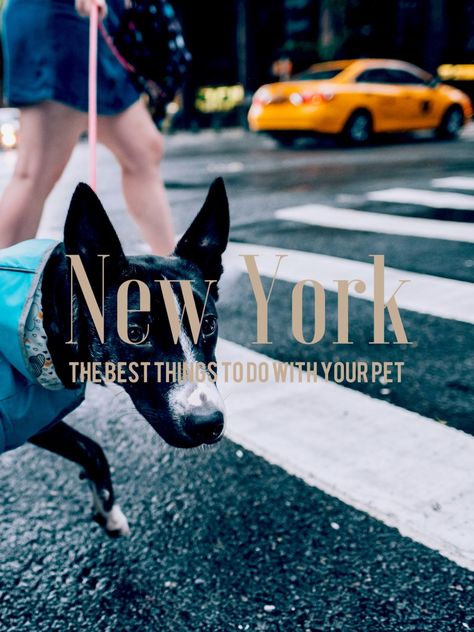 New York Dog, York Things To Do, York Dog, New York Projects, Travel Pet, Nyc Aesthetic, Good Ideas, American Kennel Club, Dog Runs