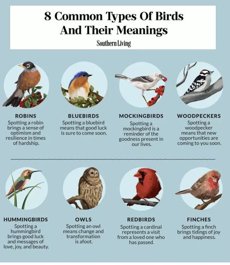 Birds And Meanings, Birds And Their Meanings, Bird Symbolism Meaning, Bird Meanings, Birds Meaning, Birds Symbolism, Birds Types, Type Of Birds, Bird Meaning