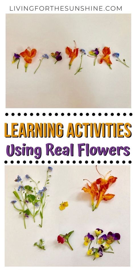 5 Fun Learning Activities Using Real Flowers - The Play Based Mom Flower Activities For Kids, Flower Activity, Flower Math, Backyard Nature, Natural Learning, Fun Learning Activities, Outdoor Learning Activities, Fine Motor Development, Recycled Crafts Kids