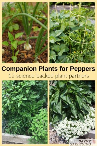 Companion Plants for Peppers: 12 Science-Backed Choices Companion Plants For Vegetable Garden, Planting Peppers In Garden, Bell Pepper Companion Plants, Pepper Companion Planting, Companion Plants For Peppers, Greenhouse Dome, Raised Veggie Gardens, Beginner Garden, Pepper Companion Plants