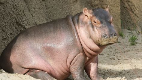 Cincinnati Zoo to host latest Fiona book launch | WSYX Fiona The Hippo, Zoo Pictures, Cincinnati Zoo, Hungry Hippos, Cute Hippo, Zoo Babies, African Elephant, Hippopotamus