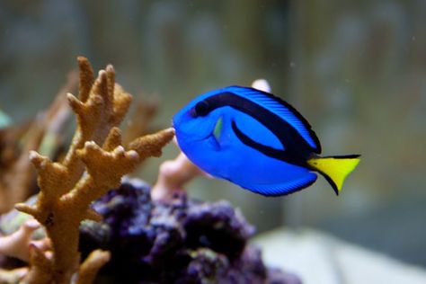 Mermay Inspiration, Art Student Aesthetic, Blue Tang Fish, Tang Fish, Blue Tang, Student Aesthetic, Reef Fish, Fun House, Art Student