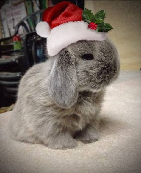 bunny-claus!! MERRY CHRISTMAS Christmas Bunny, Fluffy Bunny, Funny Bunnies, Baby Bunnies, Hamsters, Sweet Animals, Christmas Animals, 귀여운 동물