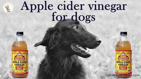 Apple cider vinegar for dogs Apple Cider Vinegar Dogs, Apple Cider Vinegar For Dogs, Apples For Dogs, Yeast In Dogs, Apple Cider Vinegar Water, Dog Psychology, Unfiltered Apple Cider Vinegar, Raw Apple Cider Vinegar, Dog Wellness