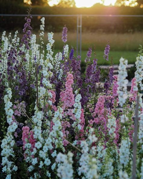 Rachel on Instagram: "Larkspur, another one I wouldn’t be without on the patch and thankfully it seems to germinate and grow well here. Pic 1 ~ Larkspur bed last year, varieties grown Misty Lavender, Pink Perfection and White King Pic 2 ~ This years autumn sown larkspur Pic 3 ~ A new variety for this year ‘Blue Cloud’ #larkspur #summerblooms #cutflowers #cutflowergarden #cuttinggarden" Flower Bed Aesthetic, Larkspur Aesthetic, Larkspur Flower Aesthetic, Larkspur Flower Aesthetic Wallpaper, Larkspur Flower Wallpaper, Delphinium Larkspur Flower, Light Pink Delphinium, Light Purple Delphinium, Larkspur Flower