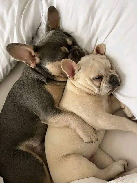 Cute Frenchies, Cute Doge, Grey French Bulldog, Dogs Images, Cute Dogs Images, French Bulldog Gifts, Frenchie Lovers, Paw Paw, Frenchie Puppy