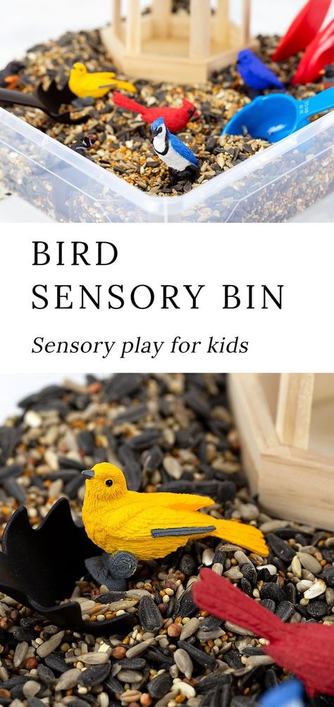 Learn about birds and invite sensory exploration with this fun Bird Sensory Bin for kids. Pair it with bird-themed preschool activities, books, and crafts. #birdsensorybin #preschool #sensorybins Bird Movement Activities, Books About Birds For Preschool, Bowerbird Blues Activities, Bird Toddler Activities, Bird Sensory Bin, Winter Birds Preschool, Birds Theme Preschool Activities, Birds Preschool, Bird Activities For Kids