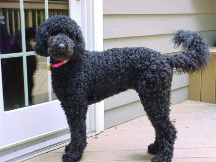 black doodle Labradoodle Haircut Style, Labradoodle Haircut, Labradoodle Grooming, Goldendoodle Black, Goldendoodle Haircuts, Black Labradoodle, Labradoodle Dogs, Poodle Grooming, Designer Dogs