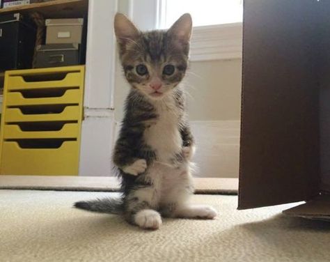 This Kitty Hops Like a Kangaroo and Lives Every Day to Its Fullest Startled Cat, Cute Cat Memes, Cat Attack, Hands On Hips, Cat Stands, Image Chat, Hands Together, Lovely Animals, Cat Artwork