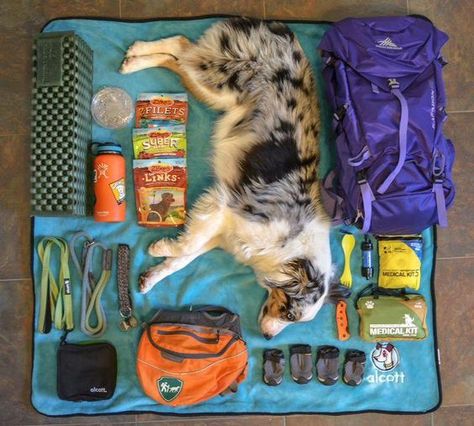 Here are six things you need when going on a hike with your dog. Zelt Camping, Camping Desserts, Dog Camping, Hiking Dogs, Dog Backpack, Dog Adventure, Camping Backpack, Dog Gear, Dog Travel