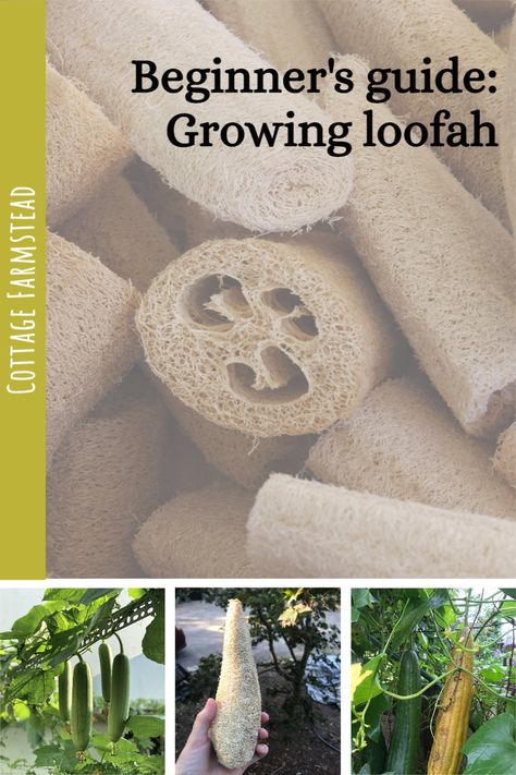 Luffa Gourd Trellis, Luffa Plant Trellis, How To Grow Luffa Gourd, Grow Loofah Sponges, Luffa Gourd Recipe, Planting Loofah, How To Grow Luffa From Seed, Growing Luffa From Seed, How To Grow Loofah Plants