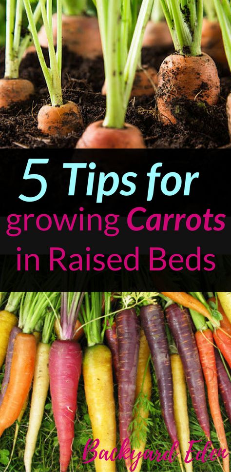 5 Tips for growing Carrots in Raised Beds, Raised Beds, carrots, Backyard Eden, www.backyard-eden.com, www.backyard-eden.com/5-tips-for-growing-carrots-in-raised-beds #Beds Growing Carrots From Seed, Growing Carrots, Vegetable Garden Raised Beds, Organic Vegetable Garden, Aquaponics System, Healthy Garden, Homestead Survival, Organic Gardening Tips, Raised Bed