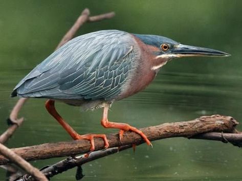 Merlin Bird, Heron Photo, Heron Bird, Green Heron, Bird Identification, Cat Pose, Iridescent Green, Big Bird, Wild Birds