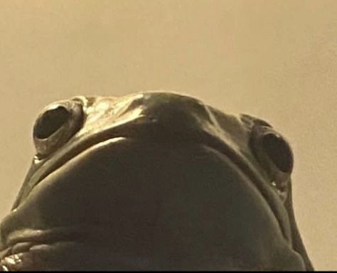 Frog Reaction Pic, Angry Frog, Dumpy Tree Frog, Cool Frog, Tupac Wallpaper, Eat The Frog, Frog Meme, Frog Pictures, Frog Drawing