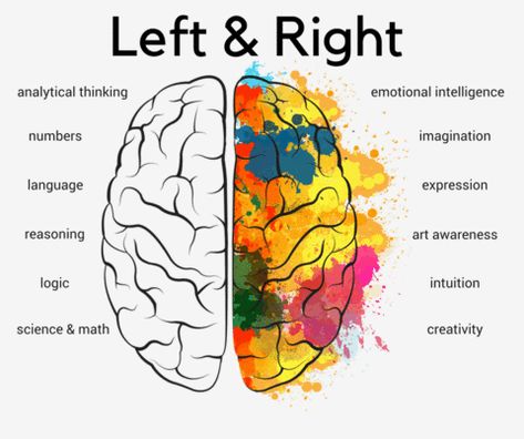 Brain Anatomy And Function, Brain Pictures, Left Brain Right Brain, Inner Mind, Brain Surgeon, Left Brain, Brain Facts, Brain Anatomy, Yoga For Balance