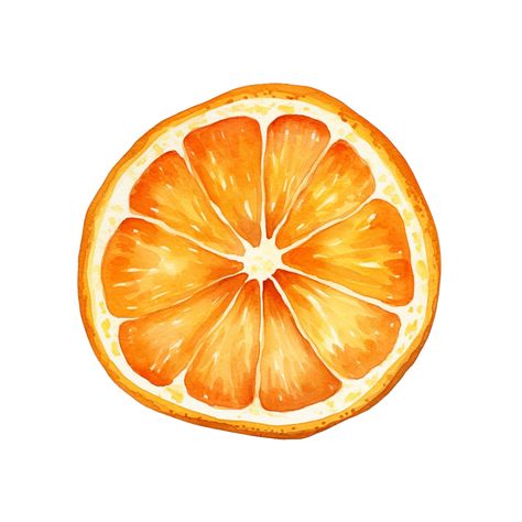 Tee Shirt Painting Diy, Painted Orange Slice, Orange Slices Watercolor, Orange Slice Painting Easy, Orange Slice Watercolor, Citrus Illustration Graphic Design, Orange Slice Illustration, Oranges Sketch, Orange Illustration Graphics