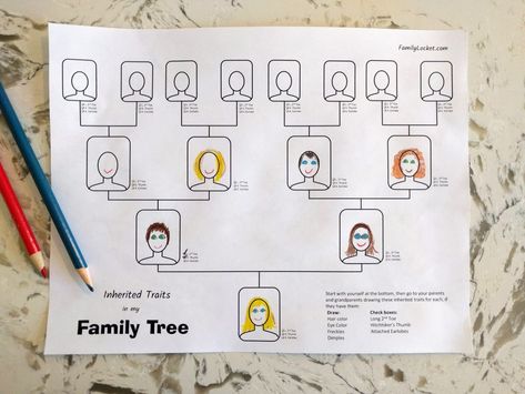 I created another worksheet to go along with the table that helps children gather data about inherited traits from their family members. I figured it would be fun to map out what they know o… Third Grade Science Activities, Genetics Activities, Tree Worksheet, Family Tree For Kids, Inherited Traits, Family Tree Worksheet, Life Science Activities, 5th Grade Worksheets, 7th Grade Science