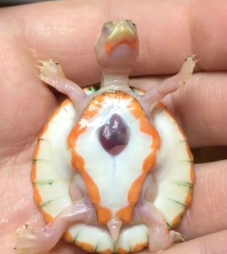 Baby Albino Turtle Born With Exposed Heart | PEOPLE.com Albino Turtle, Turtle Cute, Veterinary Science, Hope Life, Baby Turtles, Pose For The Camera, Cute Animal Videos, Cute Animal Drawings, Adorable Baby