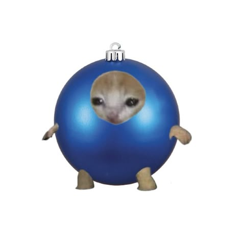 Christmas Cat Memes, Crying Cat Costume, Blue Ornament, Cat Crying, Funny Looking Cats, Christmas Pfp, Funny Poses, Christmas Memes, Cat Pfp