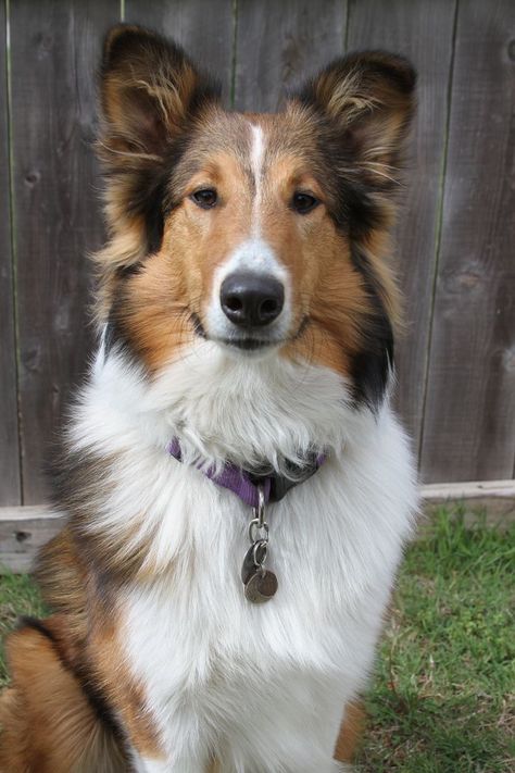 Old Time Scotch Collie - Tess Rough Collie Dog, Thanksgiving Border, Border Collie Colors, Scotch Collie, Collie Breeds, Rough Collies, Smooth Collie, Shetland Sheepdog Puppies, Dog Exercise