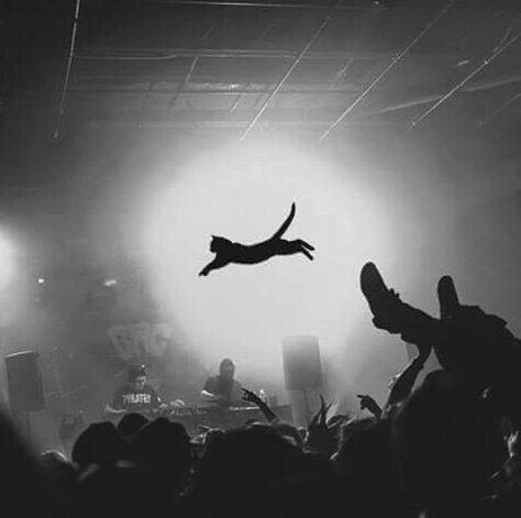 Cat in the mosh pit Flying Cat, Mosh Pit, Funny Cat Pictures, Funny Animal Pictures, Art Photo, Crazy Cats, Cat Pics, Cat Art, Animal Pictures