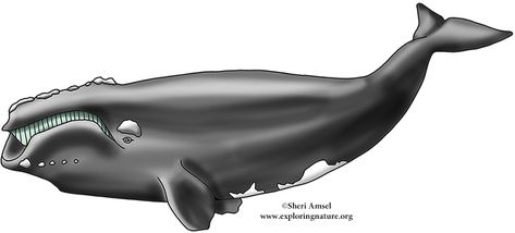 Whale (North Atlantic Right ) Right Whale Drawing, North Atlantic Right Whale, Whale Fluke, Right Whale, Great Whale, Whale Drawing, Whale Art, Killer Whales, Whales