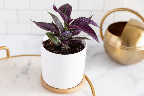 The Persian shield plant (Strobilanthes dyerianus) has luminous silvered purple leaves. It grows great outdoors, in containers, or as a houseplant. Persian Shield Plant, Oyster Plant, Persian Shield, Persian Buttercup, Rubber Tree Plant, Weeping Fig, Purple Leaves, Household Plants, Purple Sweet Potatoes