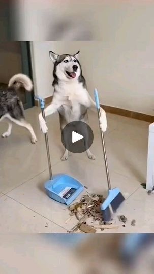 Instagram Dog, Husky Funny, Husky Lover, Dog Brain, Diving Center, Dog Shower, Bath Time Fun, Dog Bath, January 3