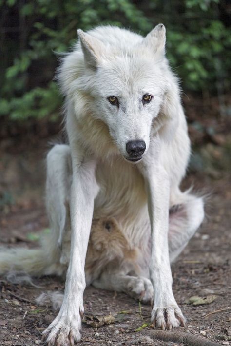 Wolf Poses, Wolf Photography, Wolf Stuff, Dog Motif, Arctic Wolf, Wolf Photos, Animal Study, Wolf Pictures, Beautiful Wolves