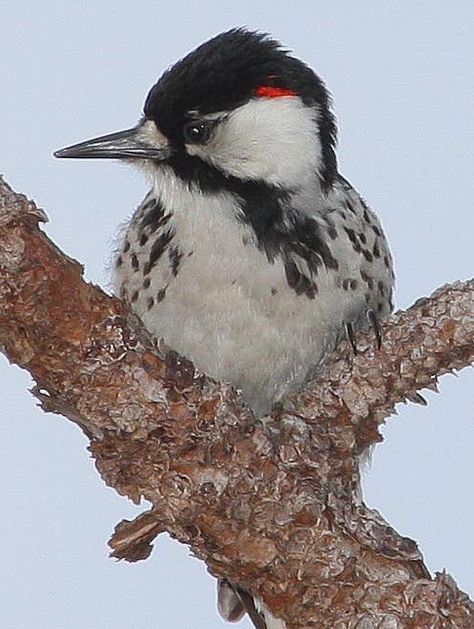 Red Cockaded Woodpecker, Florida Birds, Longleaf Pine, Eastern Tennessee, Mobile Alabama, Woodpeckers, Bird Pictures, Endangered Species, Cavities