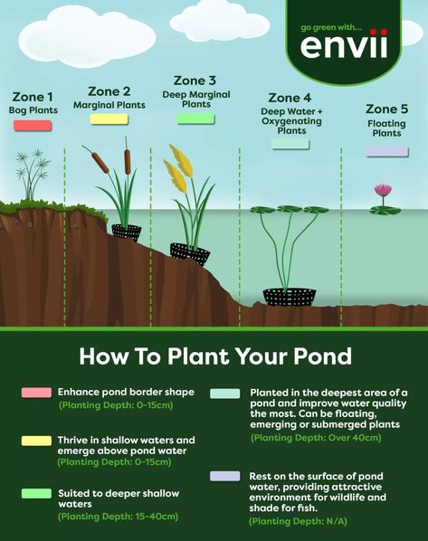 Pond Plants: A Beginner's Guide - Envii Permaculture Pond Design, Bath Pond Ideas, Pond Layout Design, Duck Pond Plants, Diy Koi Fish Pond, 5 Acre Homestead Layout With Pond, Outdoor Fish Ponds Ideas, Goldfish Pond Backyard, Water Ponds Ideas Backyards