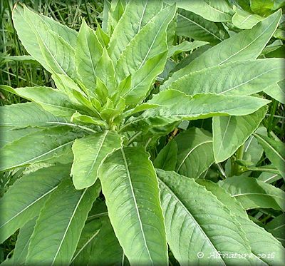 Evening Primrose Plant, Herbal and edible Uses, Plant description Evening Primrose Plant, Vermont Garden, Primrose Plant, Evening Primrose Flower, The Tiny Seed, Biennial Plants, Inspiration Pics, Wild Edibles, Herb Seeds