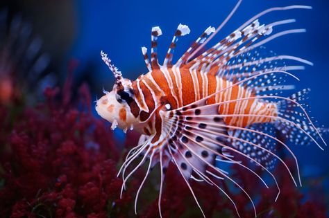 Dangerous Fish, Fauna Marina, Beautiful Sea Creatures, Water Animals, Lion Fish, Marine Fish, Exotic Fish, Aquatic Animals, Saltwater Aquarium