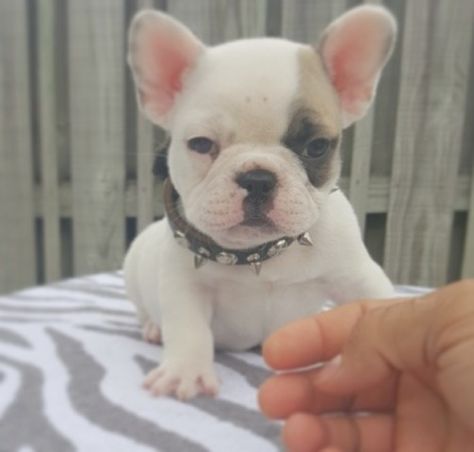 Bellissime Cuccioli di bulldog francese Cute Puppies And Kittens, Bulldog Francese, Cute Puppies, French Bulldog, Bulldog, Kittens, Puppies, Dogs, Animals