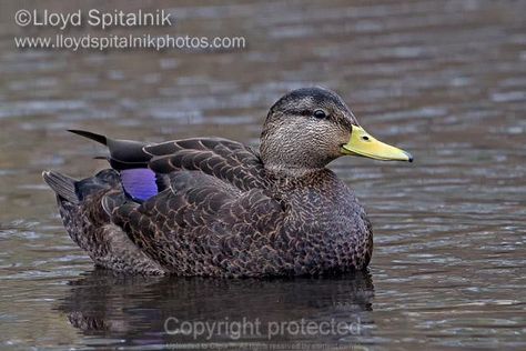 American Black Duck Duck On Water, Redhead Duck, Duck Species, Duck Pictures, Black Duck, Canadian Goose, Wood Ducks, Duck Hunting, Taxidermy