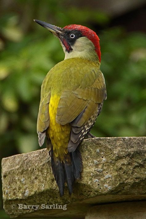 "Green Woodpecker from the garden today! Green Woodpecker, Regard Animal, Spotted Woodpecker, British Wildlife, Kinds Of Birds, Airbrush Art, Bird Pictures, Exotic Birds, Pretty Birds