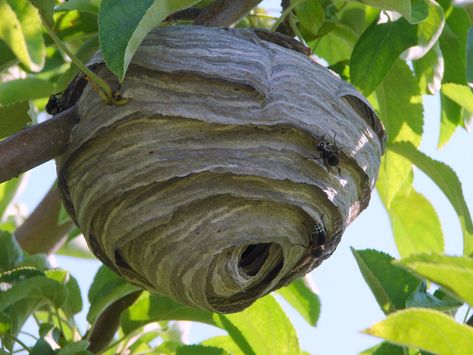 Utah paper wasps: Our most familiar paper wasps belong to the genus Polistes and make their nests under your home's roof eaves and deck railings. D D Funny, Hornets Nest, Wasp Nest, Dungeons And Dragons Memes, Dragon Memes, Dnd Funny, D&d Dungeons And Dragons, Dungeons And Dragons Homebrew, Wasp