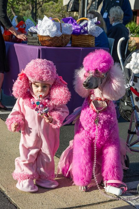 Anjing Poodle, Poodle Haircut, Poodle Cuts, Poodle Grooming, French Poodles, Pink Poodle, Miniature Poodle, Poodle Mix, Poodle Puppy