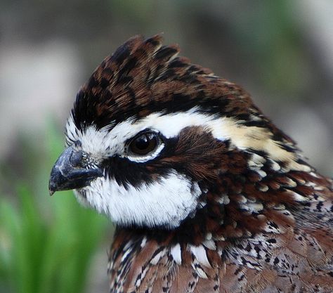 Bob White Quail, Button Quail, Bobwhite Quail, Raising Quail, Quail Hunting, Wood Badge, Quails, Bird Calls, White Birds