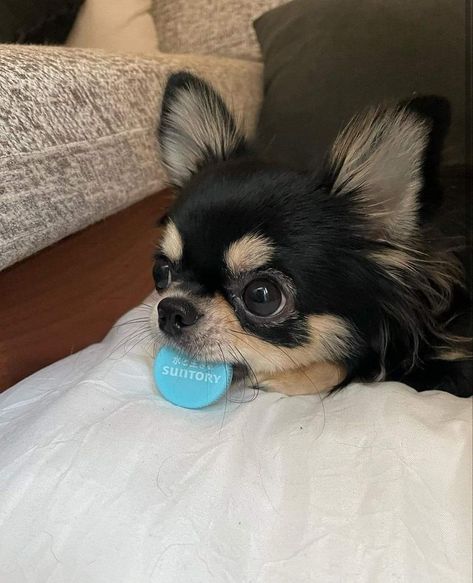 Fluffy Chihuahua, Longhair Chihuahua, Korean Dogs, Long Hair Chihuahua, Merle Chihuahua, Cute Dog Pictures, Cute Chihuahua, Chihuahua Lover, Chihuahua Love