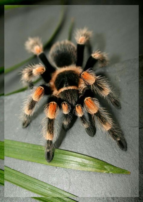 Pet Tarantula, Arachnids Spiders, Animal Infographic, Spider Pictures, Spider Species, Creepy Animals, Cool Insects, Pet Spider, Tiger Artwork