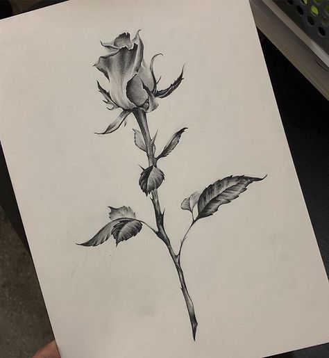 Fineline Flash, Photo Realism Tattoo, Photo Realism, Realistic Rose Tattoo, Line Tattoo Ideas, Rose Drawing Tattoo, Drawing Skull, Rose Stencil, Art Flash