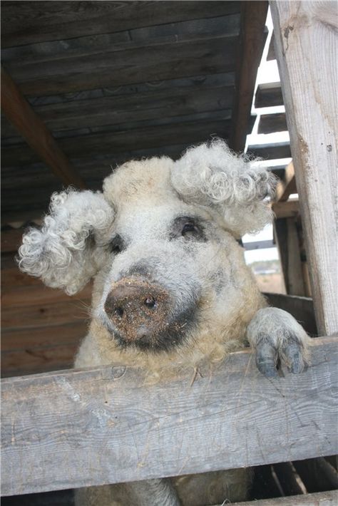 Mangalica, the Hungarian pig Mangalica Pigs, Mangalitsa Pig, Cutee Animals, Cute Rats, Cute N Country, Farm Life, Rats, Hungary, Jesus Christ