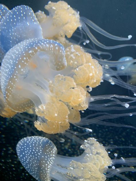 Gold Jellyfish, Underwater Aesthetic, Sea Creatures Art, Blue Jellyfish, Jellyfish Art, Pretty Animals, Oc Ideas, Marine Animals, Ocean Animals