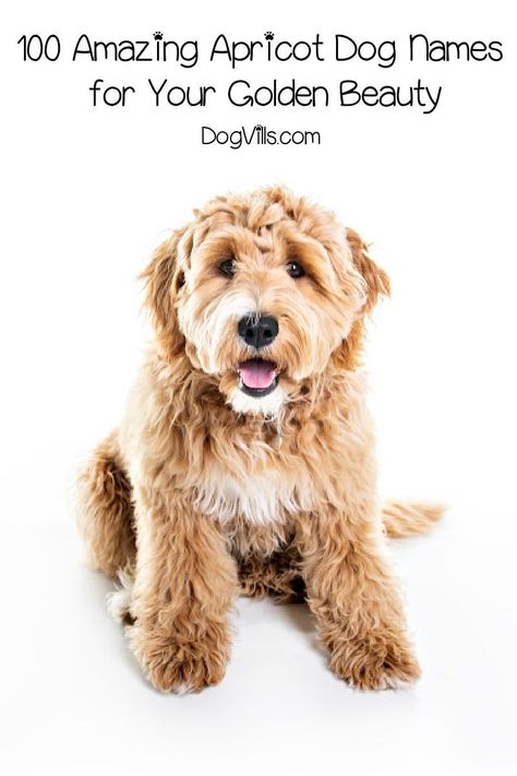 Looking for beautiful apricot dog names for your golden pup? Check out 100 that we love, with 50 each for males and females! Goldendoodle Names Female, Female Dog Names Unique List, Puppy Girl Names, Dog Names Girl, Puppies Names Female, Male Dog Names, Dogs Names List, Goldendoodle Names, Adoption Tips