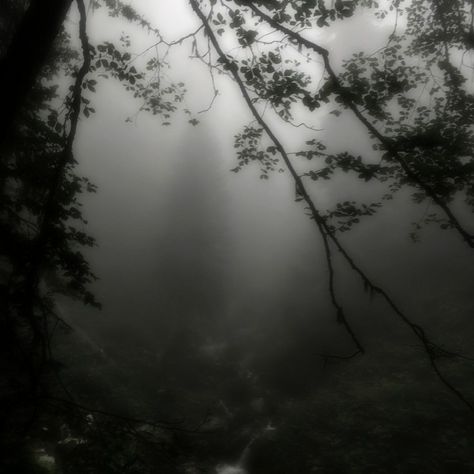 Dark Naturalism, Dark Forest Aesthetic, Dark Fairycore, Foggy Weather, Dark Green Aesthetic, Foggy Forest, Dark Nature Aesthetic, Dark Paradise, Belem