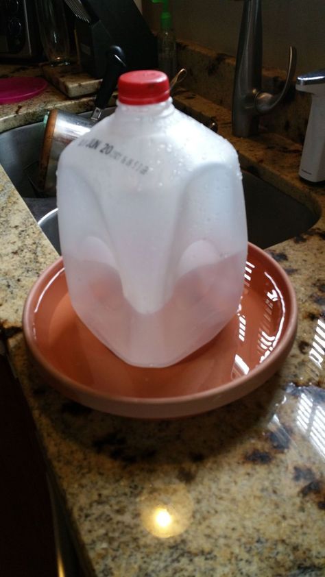 Homemade Chicken Waterer - Milk Jug | BackYard Chickens - Learn How to Raise Chickens Pigeon Water Feeder, Milk Jug Chicken Feeder, Diy Chicken Water Heater, Diy Water Feeder For Chickens, Diy Waterer For Chickens, Chick Waterer Diy, Diy Chick Waterer, Diy Duck Waterer, Homemade Chicken Feeders