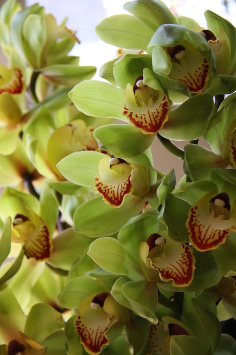 . Green Cymbidium Orchids, Flower Catalog, Floral Installation, Green Orchid, Color Boards, Cymbidium Orchids, Wedding Flowers Summer, Flowers Summer, Wedding Color