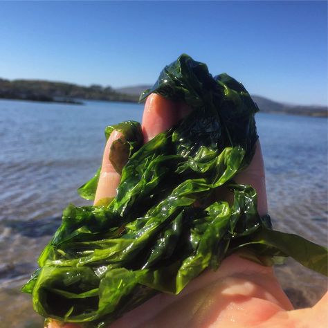 Sea Lettuce, Lettuce Recipes, 2025 Vision, Wild Food, Sun Dried, Planting Seeds, Bright Green, Lettuce, Stew